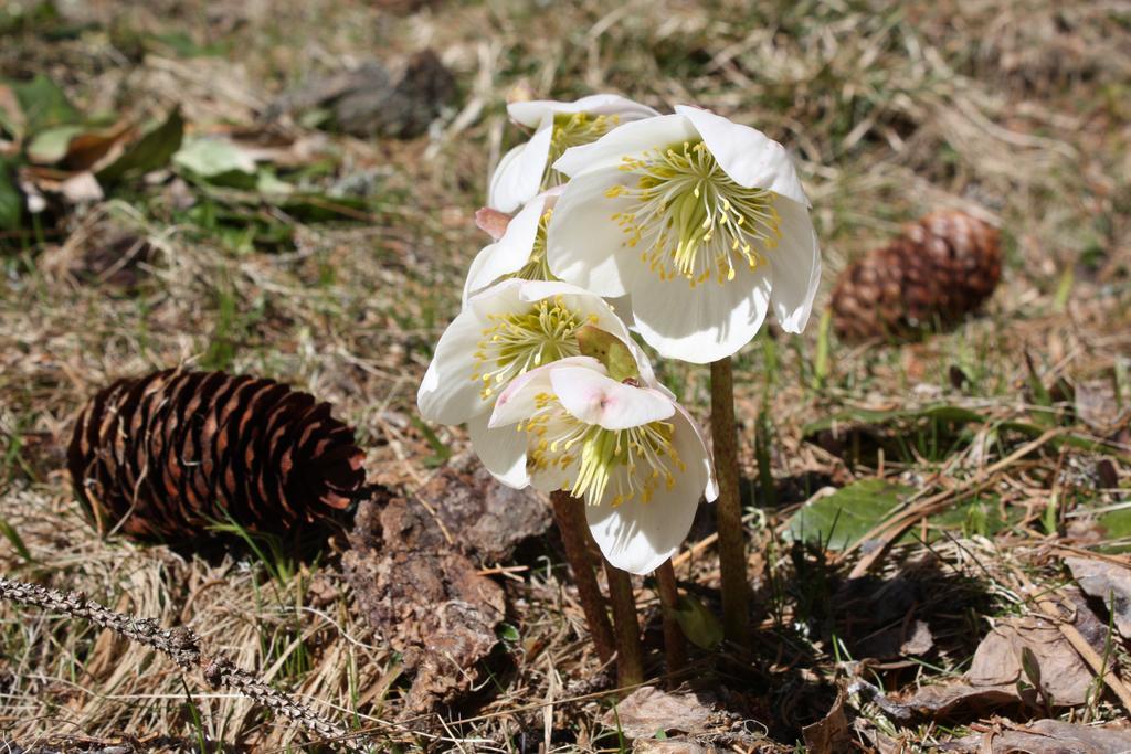 Huettentraum Flattnitz